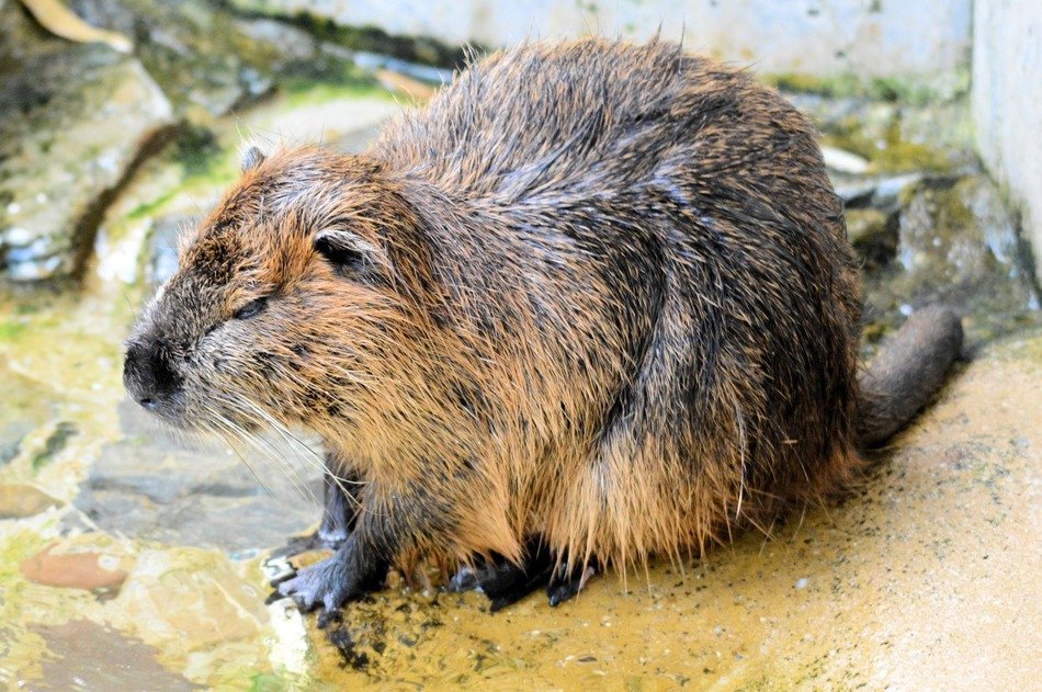 beaver on the lake in Holland
