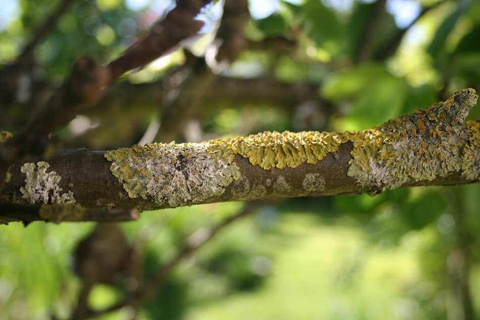 extraordinarily beautiful lichens on branches