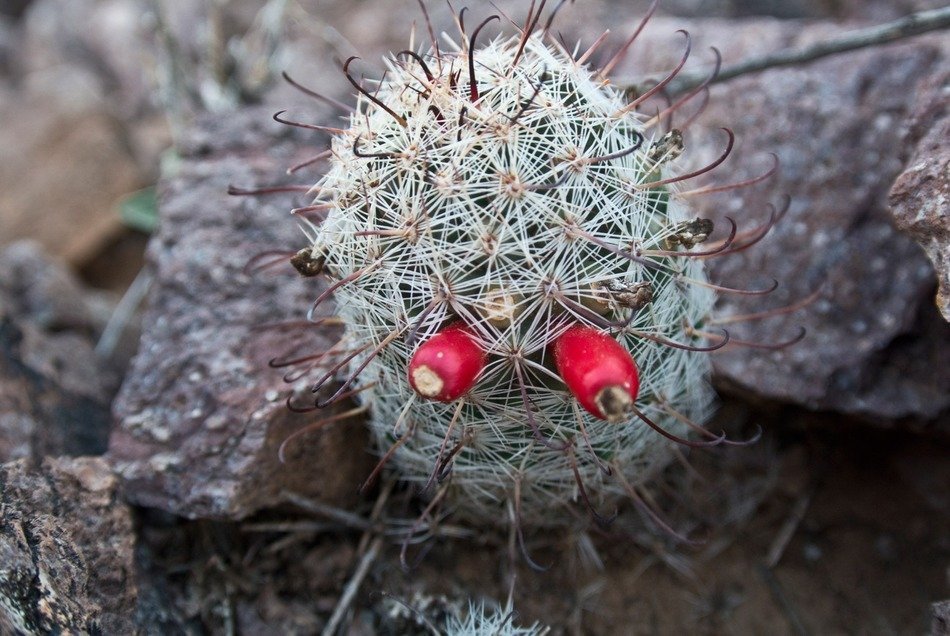 Tucson desert cactus