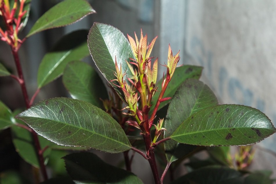 rubber tree blossom close-up on blurred background
