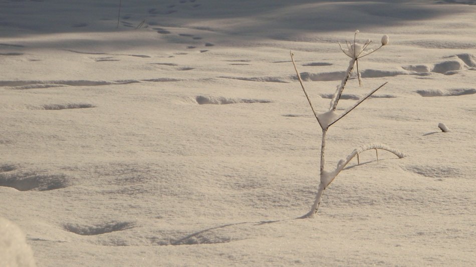 snow tree tracks winter nature