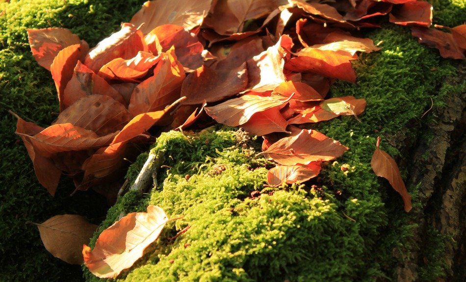 yellow leaves on a green stone