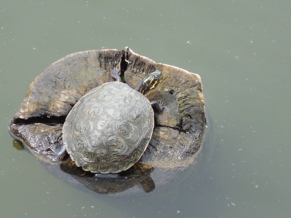 Turtle in a water