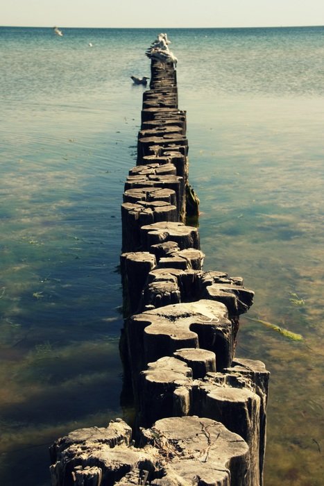 wooden wall cutter in the pond