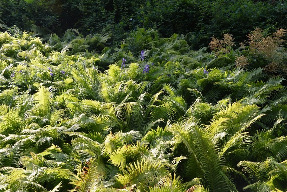 green fern on the hill