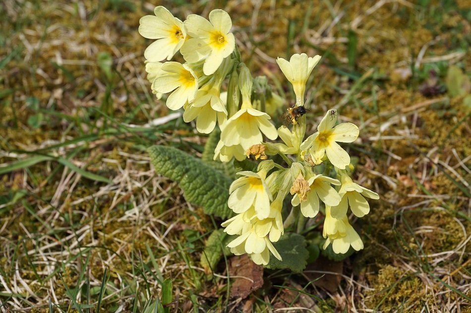 cowslip flowers on the meadow