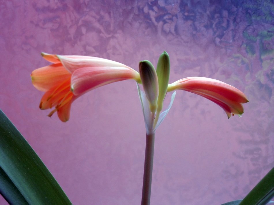 amaryllis flower on the pink-blue background