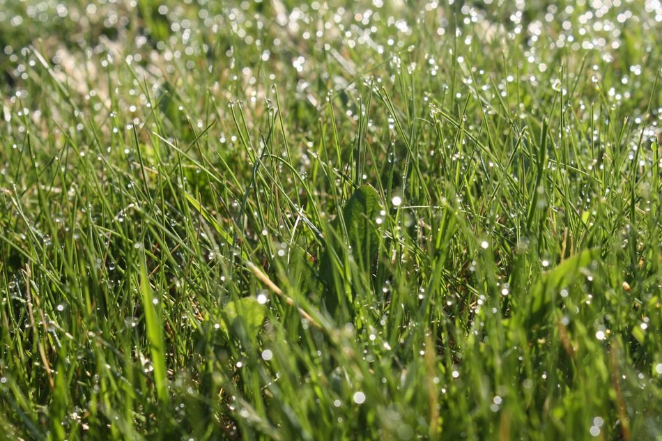 Dew on grass in summer