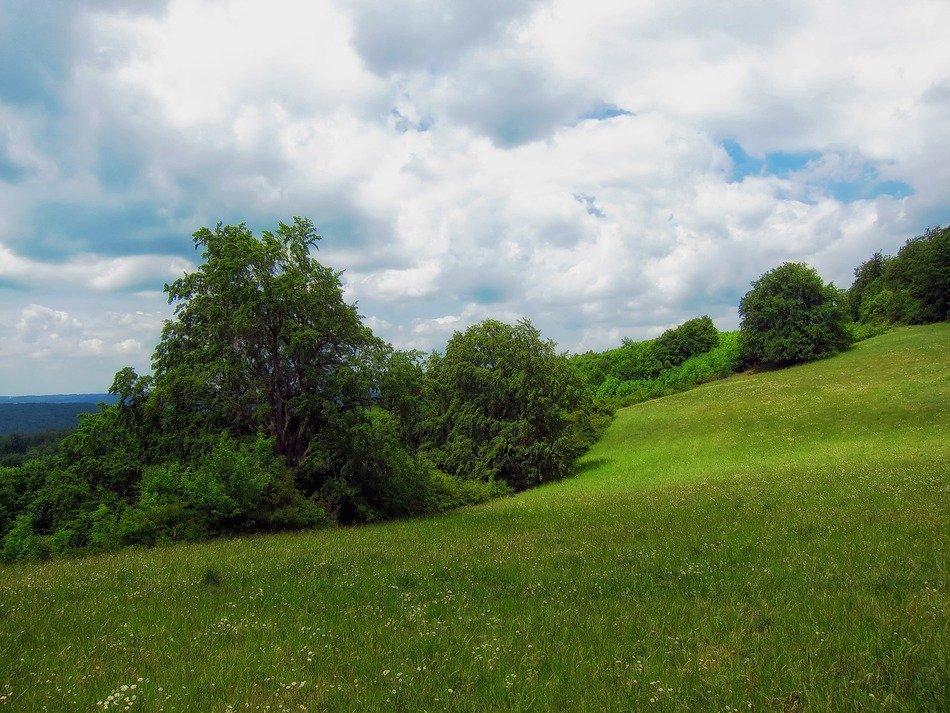 Meadow in Germany in the summer