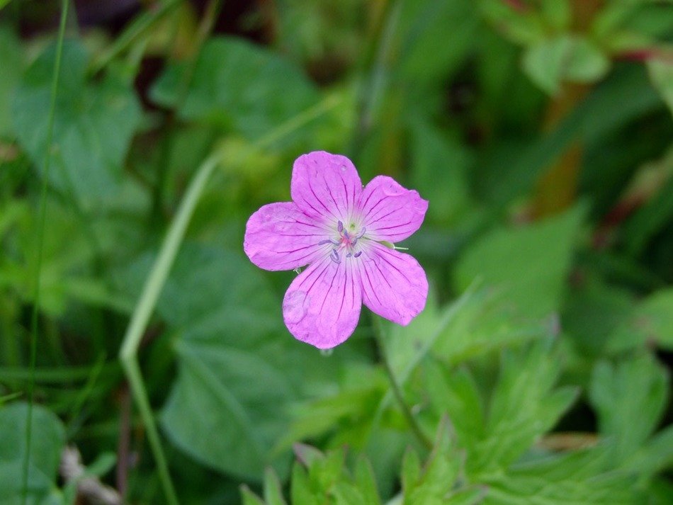 lone purple flower in the meadow