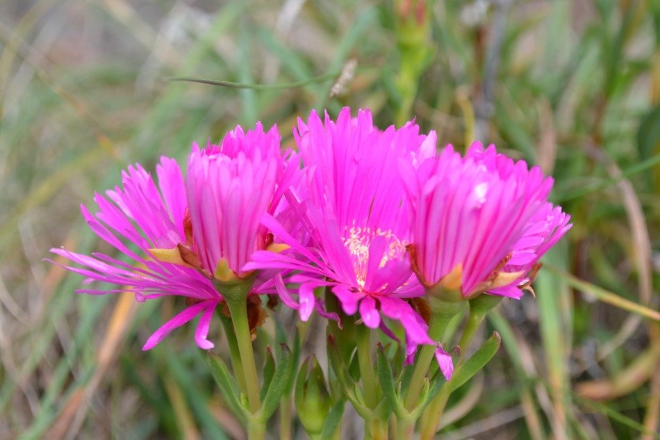 pink noon-flowers among the grass