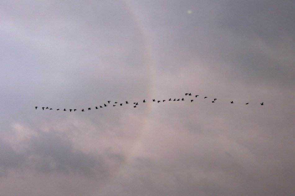 birds in the rainbow
