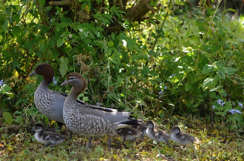 Beautiful and colorful adult ducks with ducklings near the bushes
