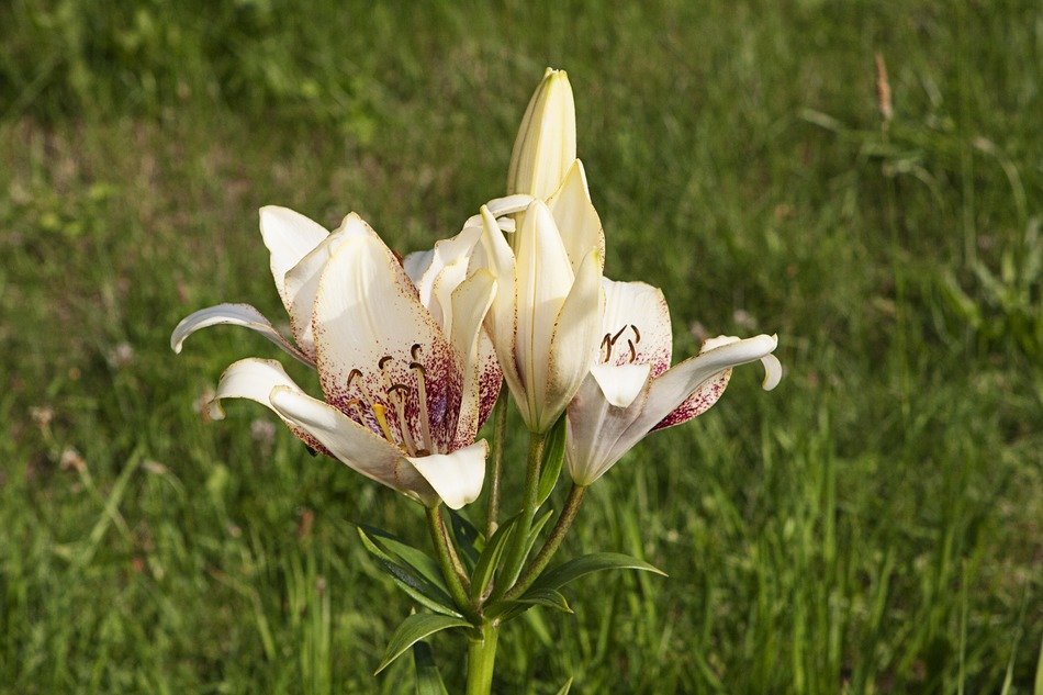 white lily on the field