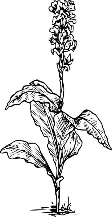 İllustration of the flower