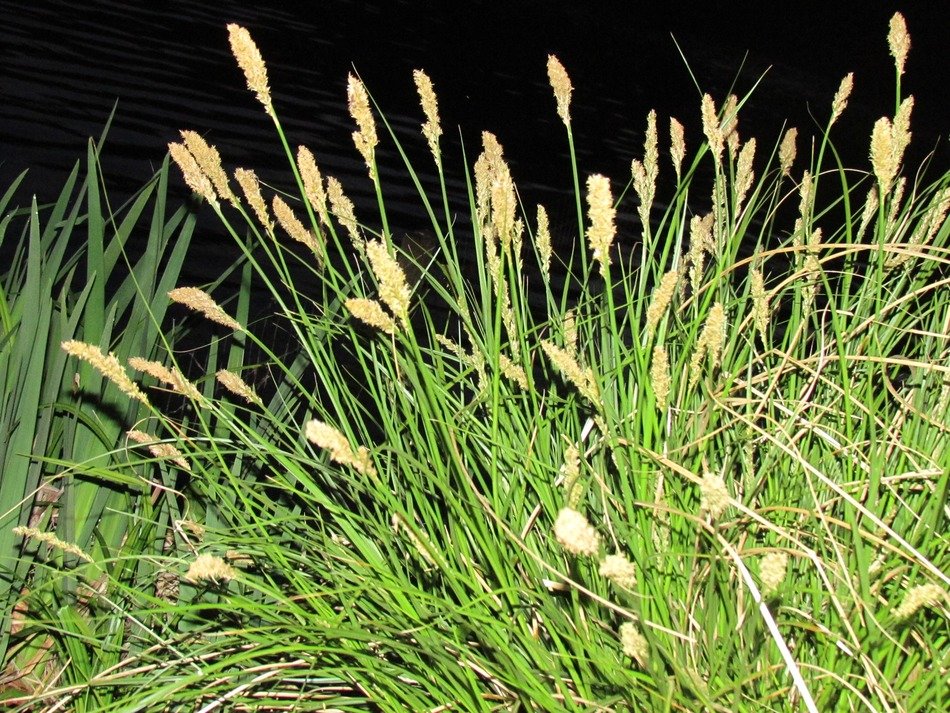 plant with small spikelets close-up in bright light