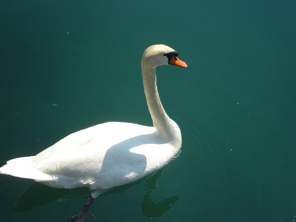 lonely swan in the pond