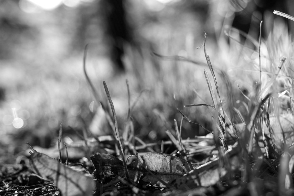forest grass in black and white