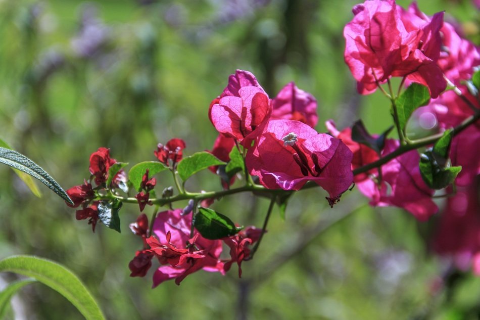 red blossoms of Bougainvillea close up on a blurred background