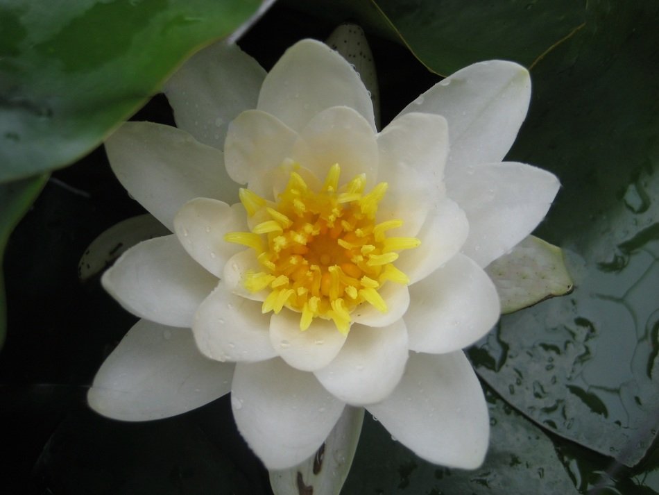 white waterlily close up in spring
