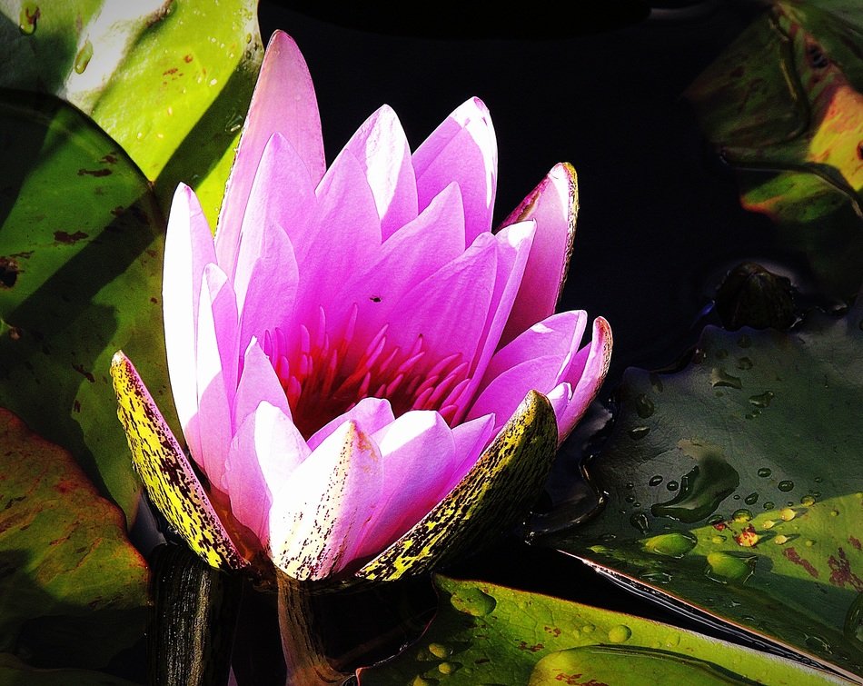 pink lotus flower on the lake