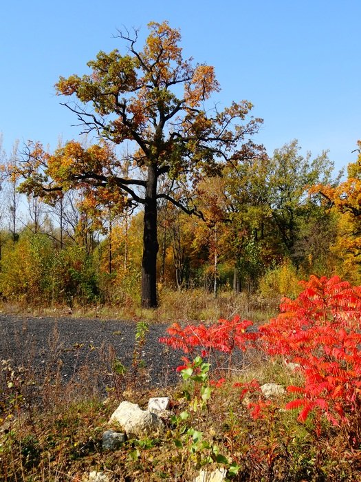 fantastic autumn foliage