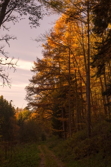 golden autumn in a dense forest at dusk