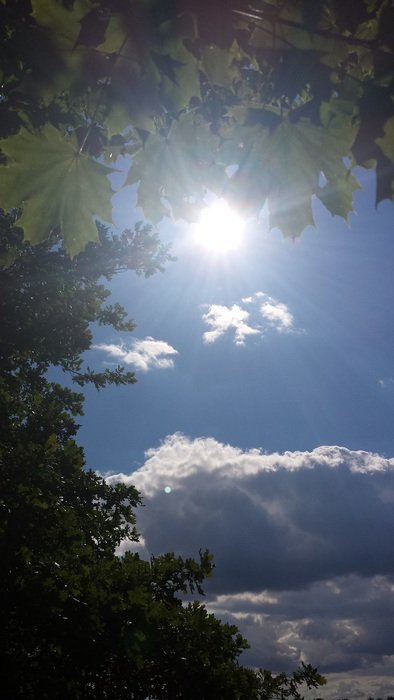 sun in the sky behind green leaves