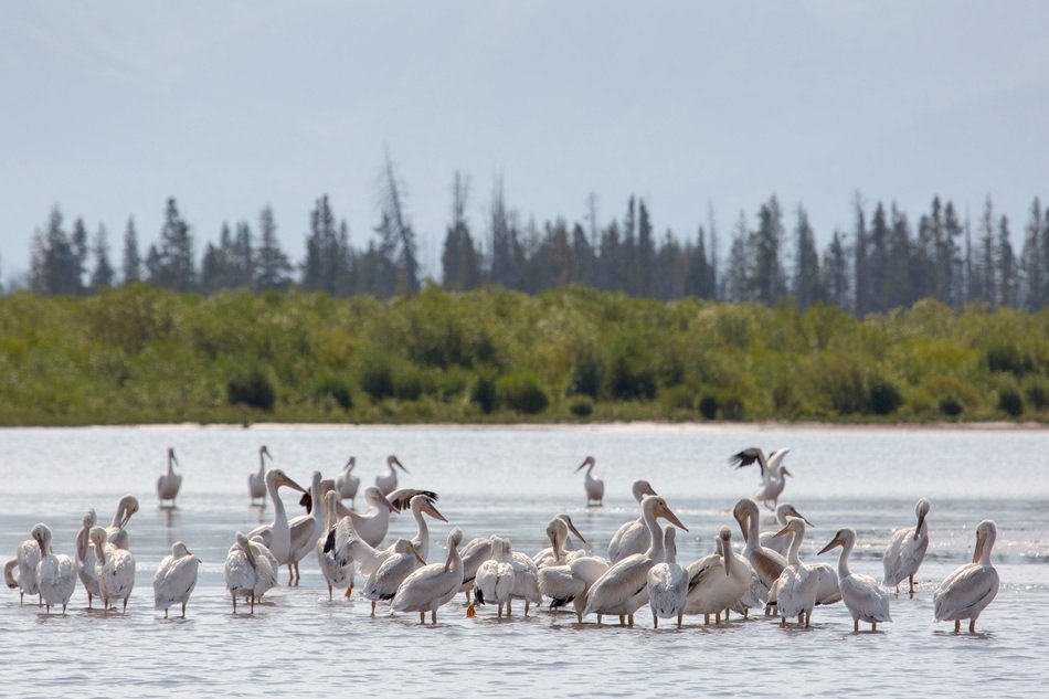 american white pelicans in water