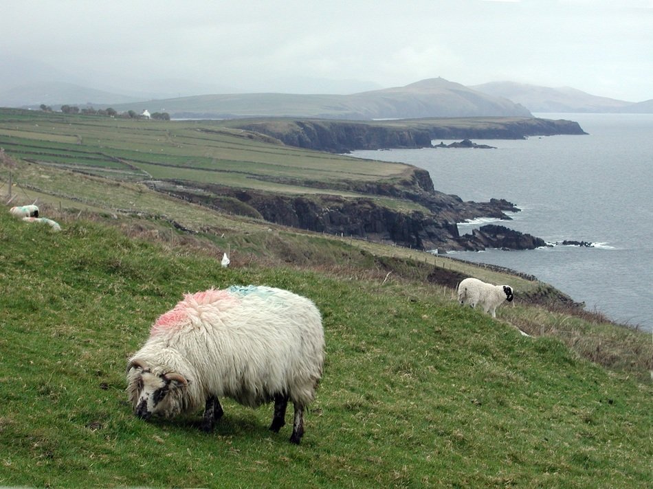 a sheep on a green hillside by the ocean in Ireland