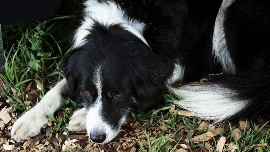 dog laying nature