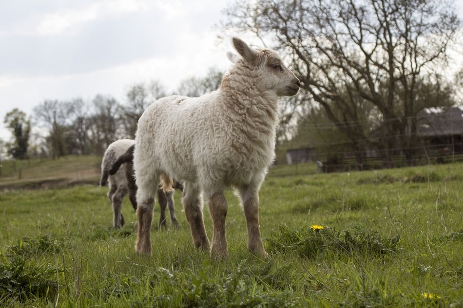 sheep in the meadow in overcast weather