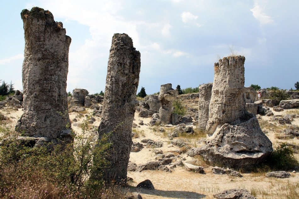 Forest in Pobiti Kamuni