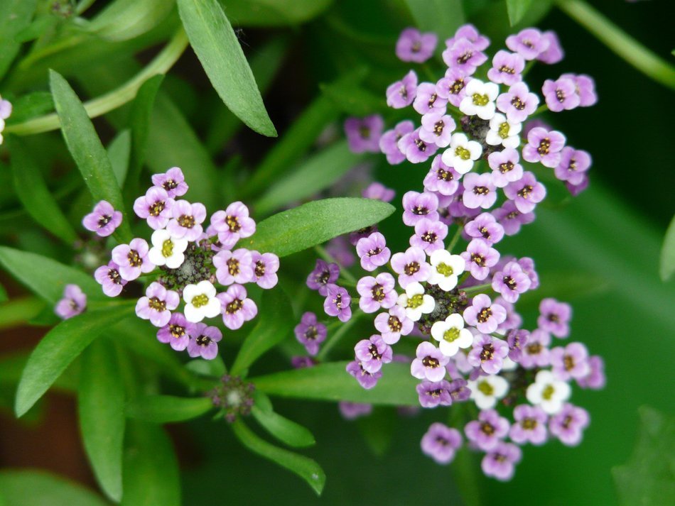 white-purple flowers Arabis Caucasian