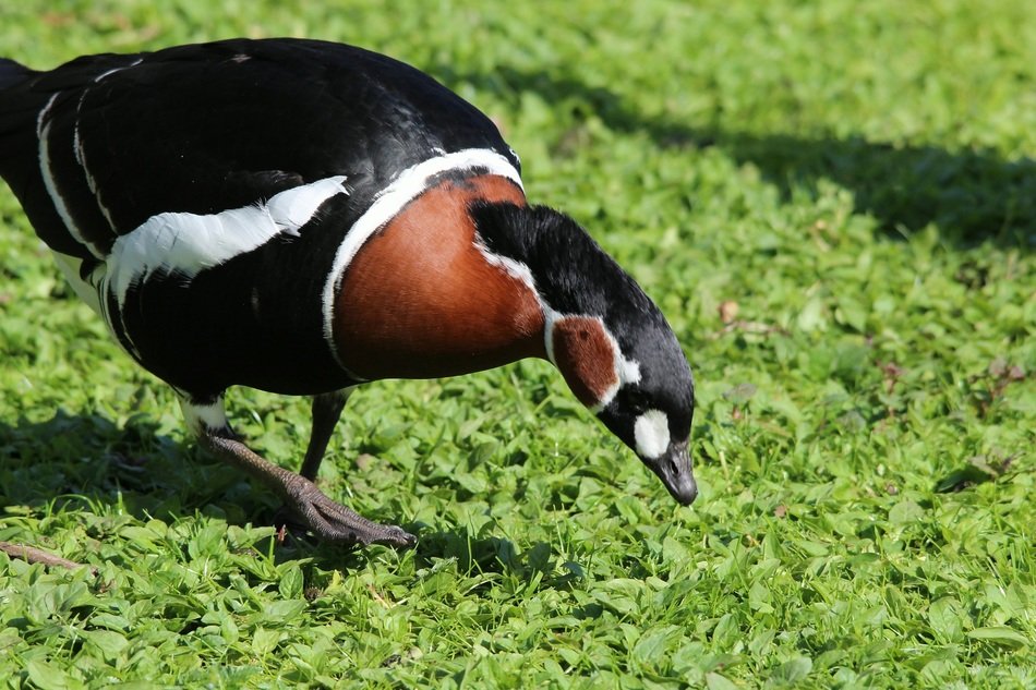 red breasted goose on the grass
