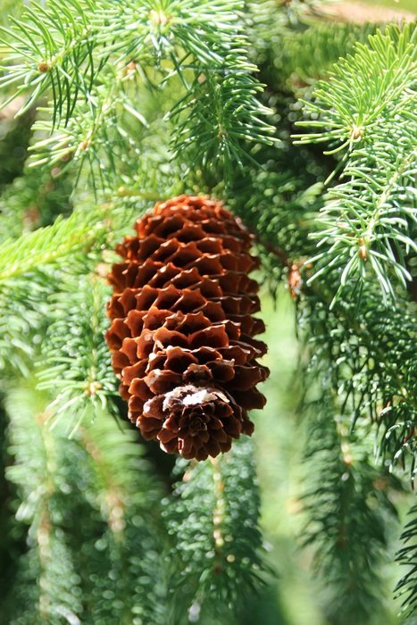 pine cones on the tree