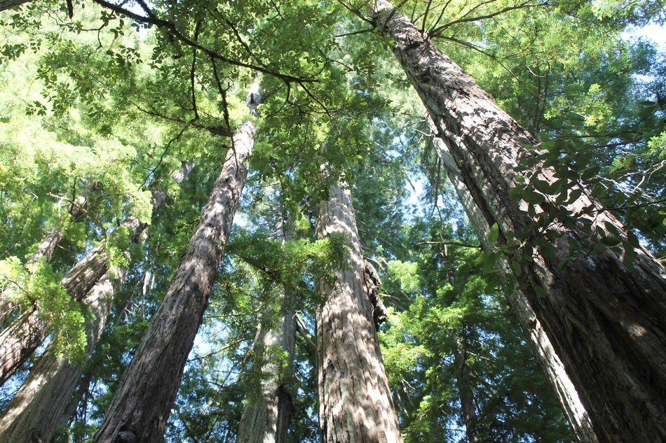 Bottom view of the redwoods