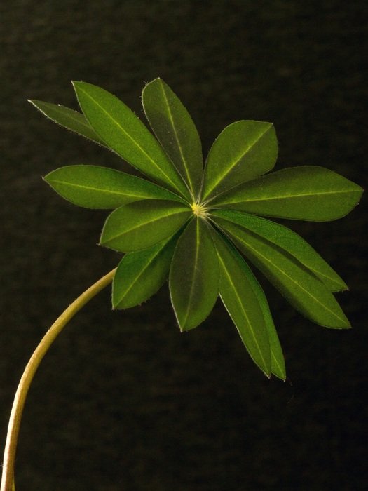 leaf of lupine on a black background