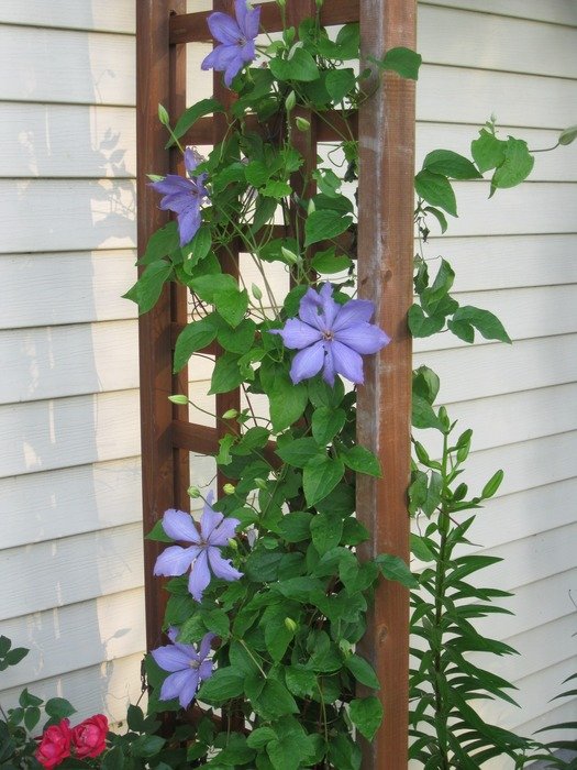 clematis with purple flowers near the house