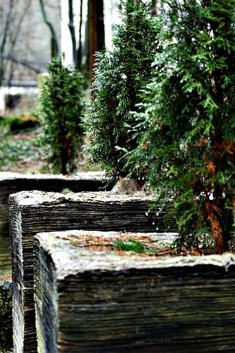 thuja lebensbaum near the gravestone
