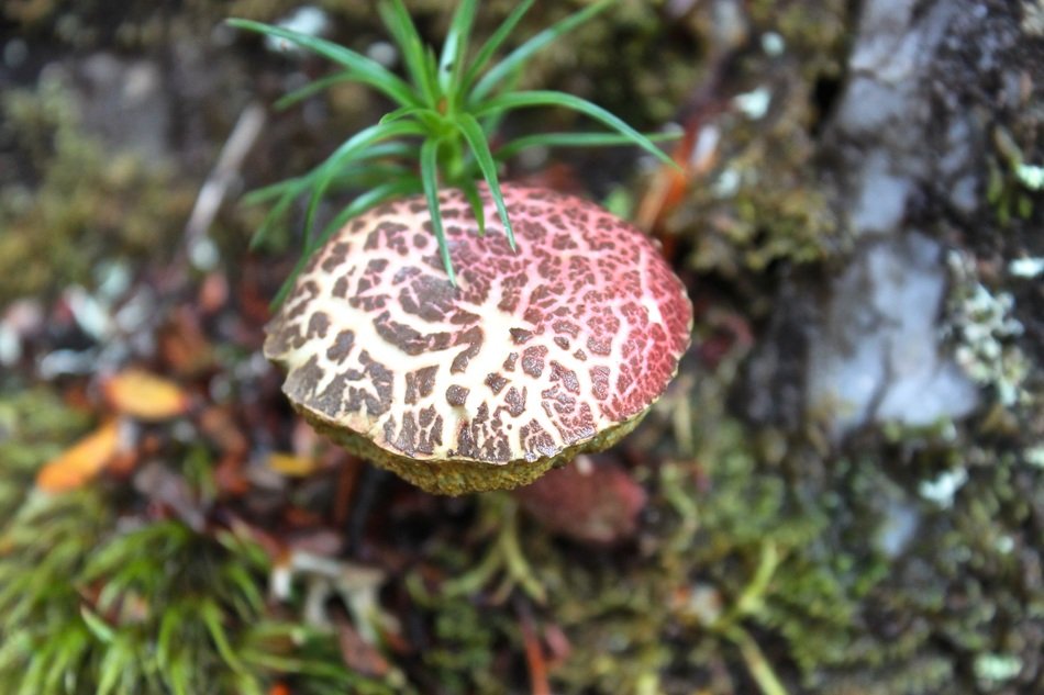 Macro picture of Australian mushroom