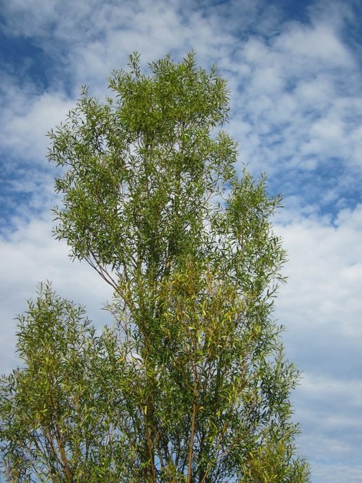 high white willow against the sky