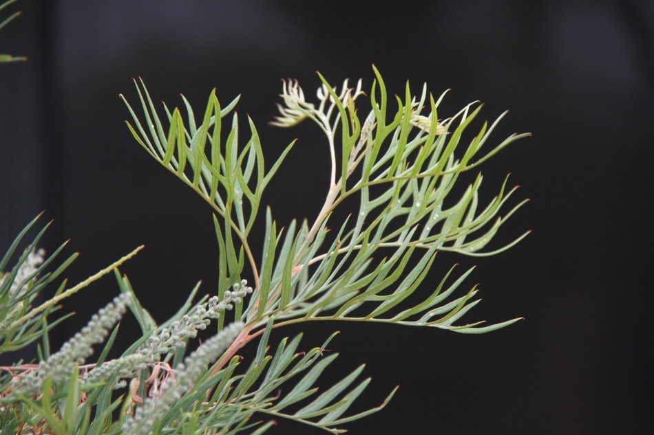 grevillia leaf on a dark blurred background