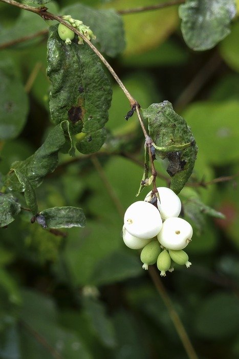 Close-up of the white snowberries on the meadow