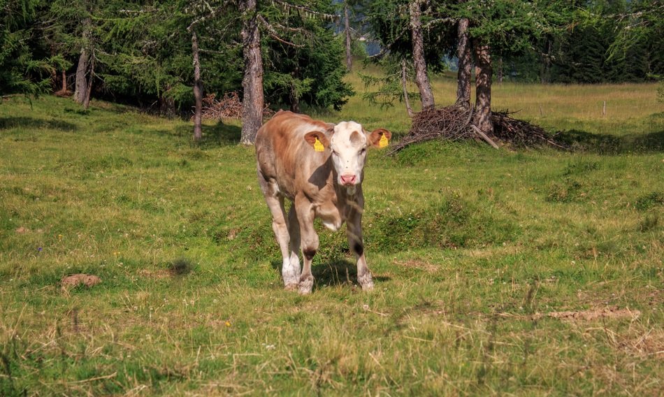 extraordinary beautyl cow
