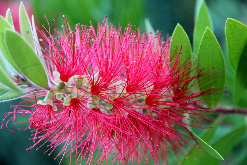 Pink flower with thin fluffy petals free image download