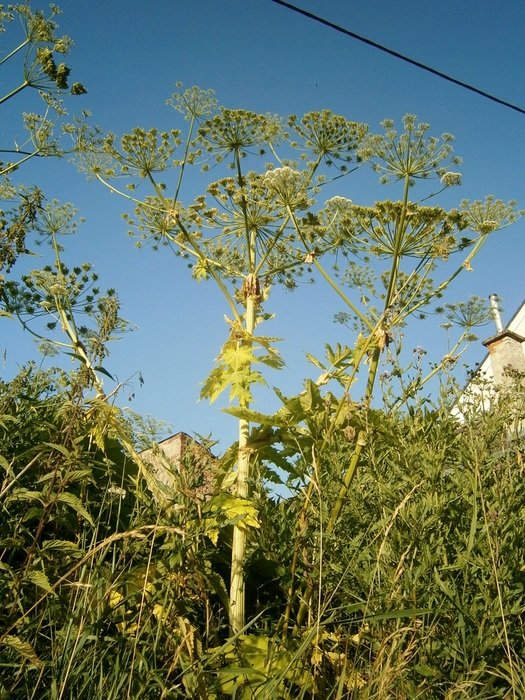 Green heracleum plants