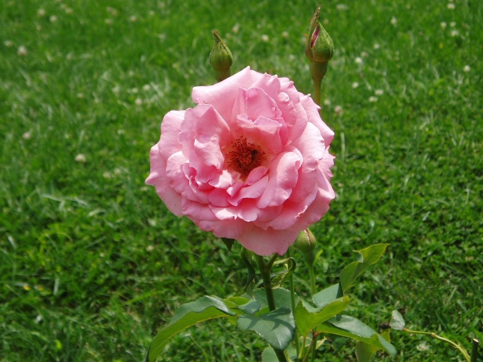 Pink blooming rose on the grass
