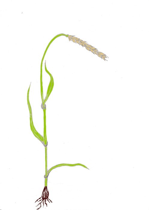 green cereal stem on white background