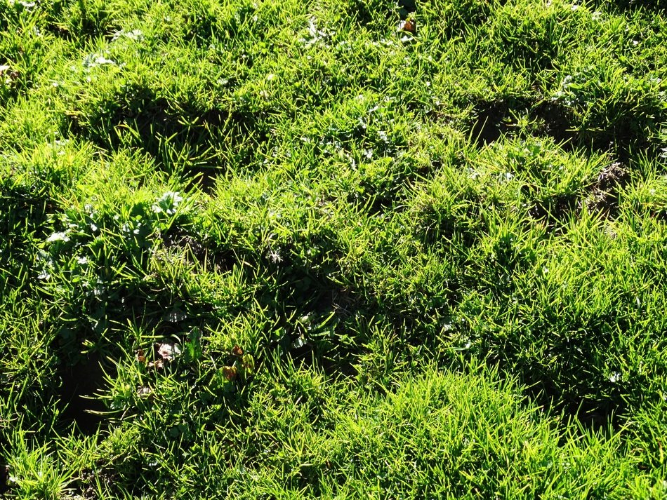 green grass on the alpine meadow